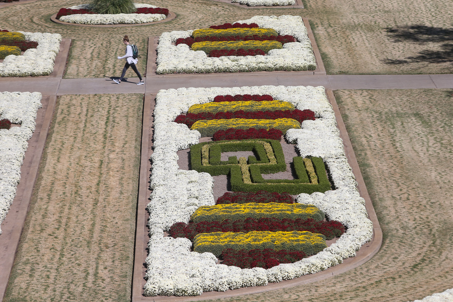 South Oval Mums
